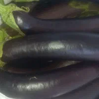 (بادمجان محلی تازه،مستقیم از مزرعه )