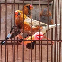 فنچ اورنج بلک بادی