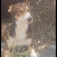سگ گله|سگ|شیروان (خراسان), |دیوار