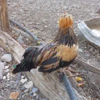 خروس پاکوتاه