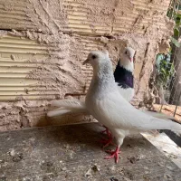 کبوتر طوقی