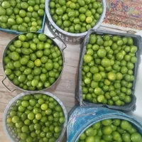 لیمو ترش