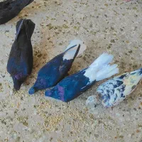 کبوتر رنگی
