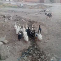 اردک گوشتی