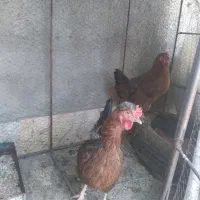 مرغ تخمی خوب
