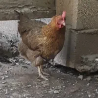 مرغ