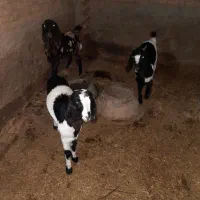 بزغاله نروماده