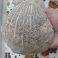 فسیل