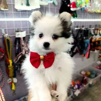 نژاد پامرین (یکساله -پسر)