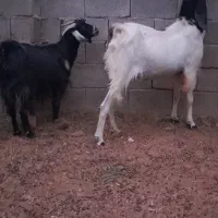 نری بز پاکستانی پتیری درارزوئیه