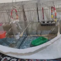 قفس و مرغ عشق