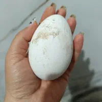 تخم  غاز نطفه دار