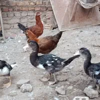 اردک خارجی