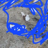 کفتر وکبوتر