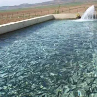 فروش-پروژه-پرورش-ماهی