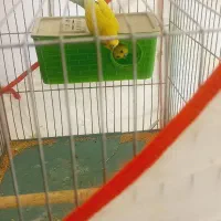 مرغ عشق