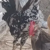 دو عدد خروس گلین