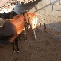 گوساله نر