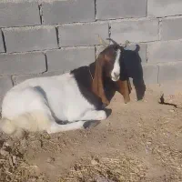 بز پاکستانی