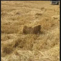 پرس کاه