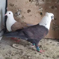 کبوتر