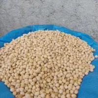 فروش نخود محلی درجه ۱