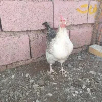 ۲عدد مرغ گوشتی و تخم گذار