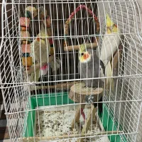 عروس هلندی سخنگو