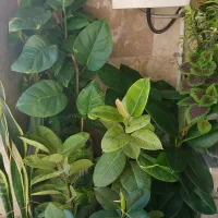گل آپارتمانی حدود 45عدد
