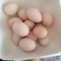 تخم مرغ خانگی درجه 1