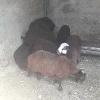 بره ریز