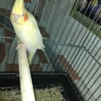 عروس هلندی ماده