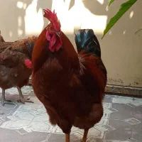 خروس