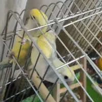 طوطی برزیلی نژاد خاص