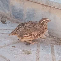 بلدر چین نر وماده