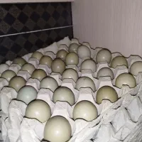 تخم آمریکایی