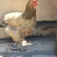 مرغ برهما