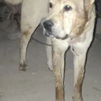 سگ خراسانی