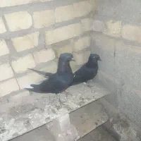 کفتر.کبوتر دم سفید