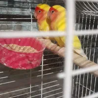 سفارش تعداد بالا انواع پرنده