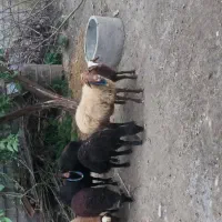 فروش گوسفند