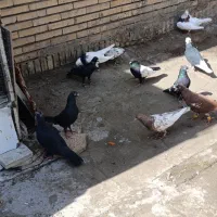 کفتر|پرنده|سیرجان, |دیوار