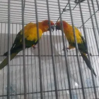 جفت خورشیدی مولد