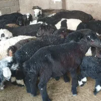 بره