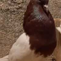 چندجفت پلنگ نباتی  کله ای رنگی فروشی
