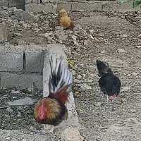 مرغ و خروس
