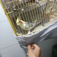 عروس هلندی گلباقالی خشکل