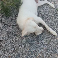 سگ نگهبان