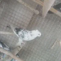 تعدادی کبوتر کبکی و گرفتنی کاکلی پاچکمه