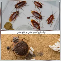سمپاشی ساس و سوسک سم پاشی با ضمانت نامه کتبی